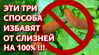 Безопасный способ борьбы со слизнями. 100% результат! Как избавиться от слизней и улиток.