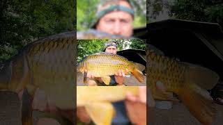 16lb common carp #carpfish #carp #carpfishing #fishing