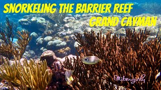 Snorkeling the North Sound Barrier Reef Grand Cayman