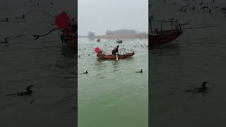 Cormorants Fishing In China p4 | Dozens of boats of cormorants to hunt fish at the of the new year