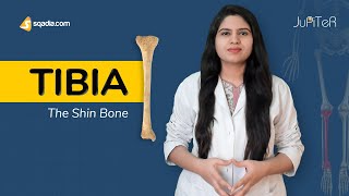 Tibia | Anatomy of Leg Bones | Lower Limb Skeletal System | V-Learning™