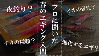 春のエギング入門【春イカ】プロが解説するアオリイカとコウイカの違い