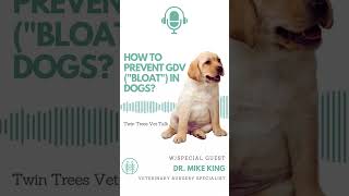 NEW EPISODE: How to prevent GDV [a.k.a Bloat] │ Twin Trees Vet Talk (FREE VET ADVICE PODCAST)