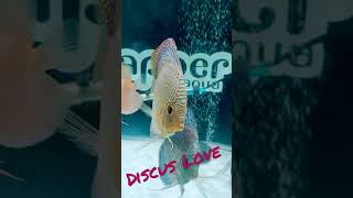 Discus Fish Love.... #shorts