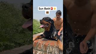 Rottweiler sun Bath☀️💦                🚨#shortvideo #viral video #youtubeshorts #doglover #viral