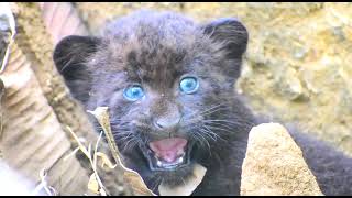 Baby Black panther | Black panther