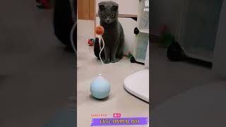 cat funny cat 😅🐈 cute cat 😺 baby cat | cat playing | cat crying #short #shorts #shortsvideo #trading