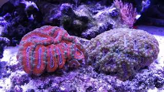 Wrasse only reef tank with 9 Wrasses - part 2