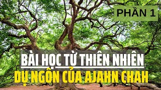 Bài học từ thiên nhiên: Dụ ngôn của Ajahn Chah - Phần 1