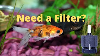 Do Goldfish Need a Filter? What kind of filter do goldfish need?