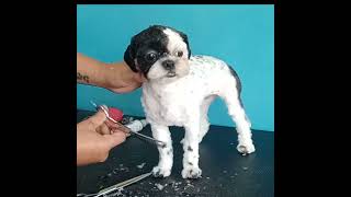 Puppy Grooming semi-shavedown