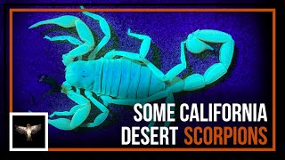 Looking for Giant Hairy Scorpions, Sawfinger Scorpions, and Others in the Desert