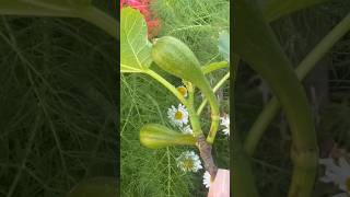 Fig fail time-lapse