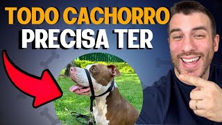 3 Coleiras Que Todo Dono Precisa Ter Com Seu Cachorro