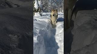 Wolfdogadventure - Germany - Winterwonderland #wolfdogadventure #wolf #dogshorts #winterwonderland