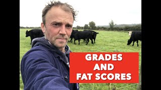 Cattle grades and fat scores