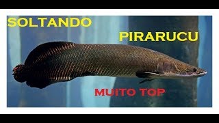 NOVO PARCEIRO DO AQUÁRIO JUMBO  "PIRARUCU"