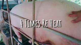 PIGGERY BUSINESS: BAKIT NA RE HEAT ANG INAHIN? I-SOLVE NATIN!