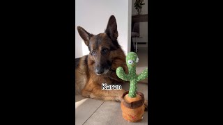 German Shepherd reacts to dancing toy