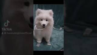 99% #angel #dog #puppy #samoyed #samoyedpuppy #trouble #cute #puppydog