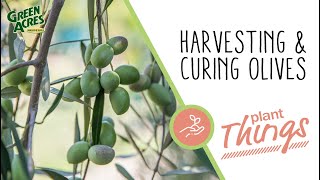 How to Pick & Cure Olives