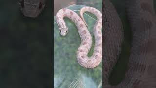 Lavender conda hognose snake!