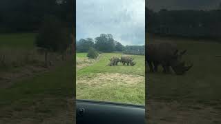 Rhinos 🦏 #animals #wildanimals #shortsvideo #funny #viral #cute