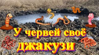 Вода для червей