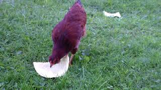 Chickens Eating Watermelon Rind