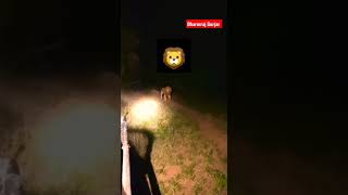 Lion Captured In Camera With his Real Voice . #shorts #tranding #lion #viral