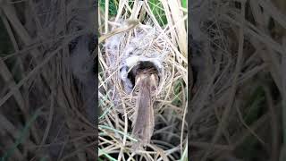 Brown Sparrow bird feeding to her babies #shorts #naturalwildlife