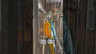 Flirty bird #parrot #bird