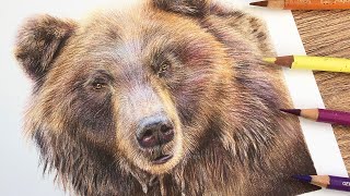 Drawing a Bear with Coloured Pencil | Tutorial