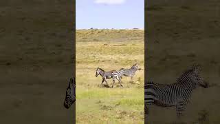 Zebra's in an open field #shortsyoutube