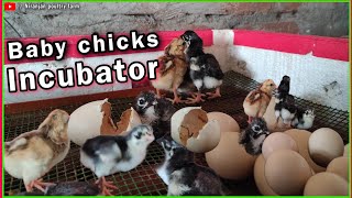 home made incubator eggs hatching || baby chicks || chickens || chicken coop || chicken farm