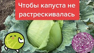 Чтобы капуста не растрескивались.