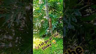 🐿️ 1st go at Slinky #cuteanimals #squirrel