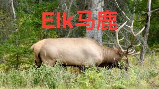 Elk马鹿along Patricia Lake. #jaspernationalpark #animals #elk #colour #autumn  #fall