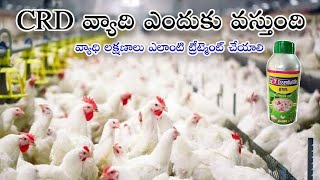 CRD వ్యాది అంటే ఏమిటి? వ్యాధి లక్షణాలు, lesions, ట్రీట్మెంట్ ఏం చేయాలి