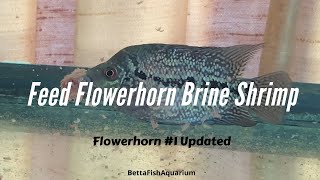 Feed Flowerhorn Brine Shrimp – Flowerhorn #1 Bubble Video 3 update Feb 26, 2020