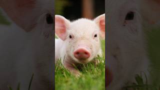 Baby Pigs!! 🐷🐷🐷 #farming #travel #cute