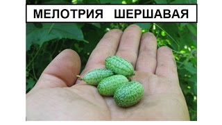 Мелотрия шершавая