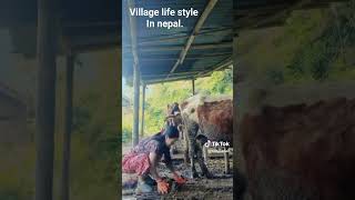 village lifestyle in Eastern nepal 🇳🇵  Renjila thulung rai