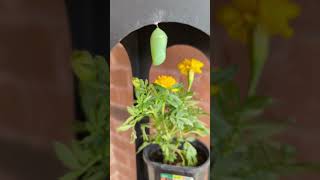 Monarch Butterflies Beautiful Gold and Green Chrysalis. Pupa stage of it's life cycle.