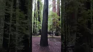 Love the Redwoods!! #redwoods #forest #adventureawaits