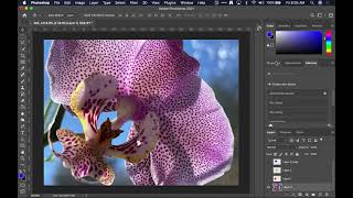 Brief #1 Photoshop Overview and Cropping