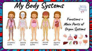 Organ Systems in Human Body | 8 Important body Systems for kids explained with functions parts